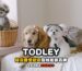 todley