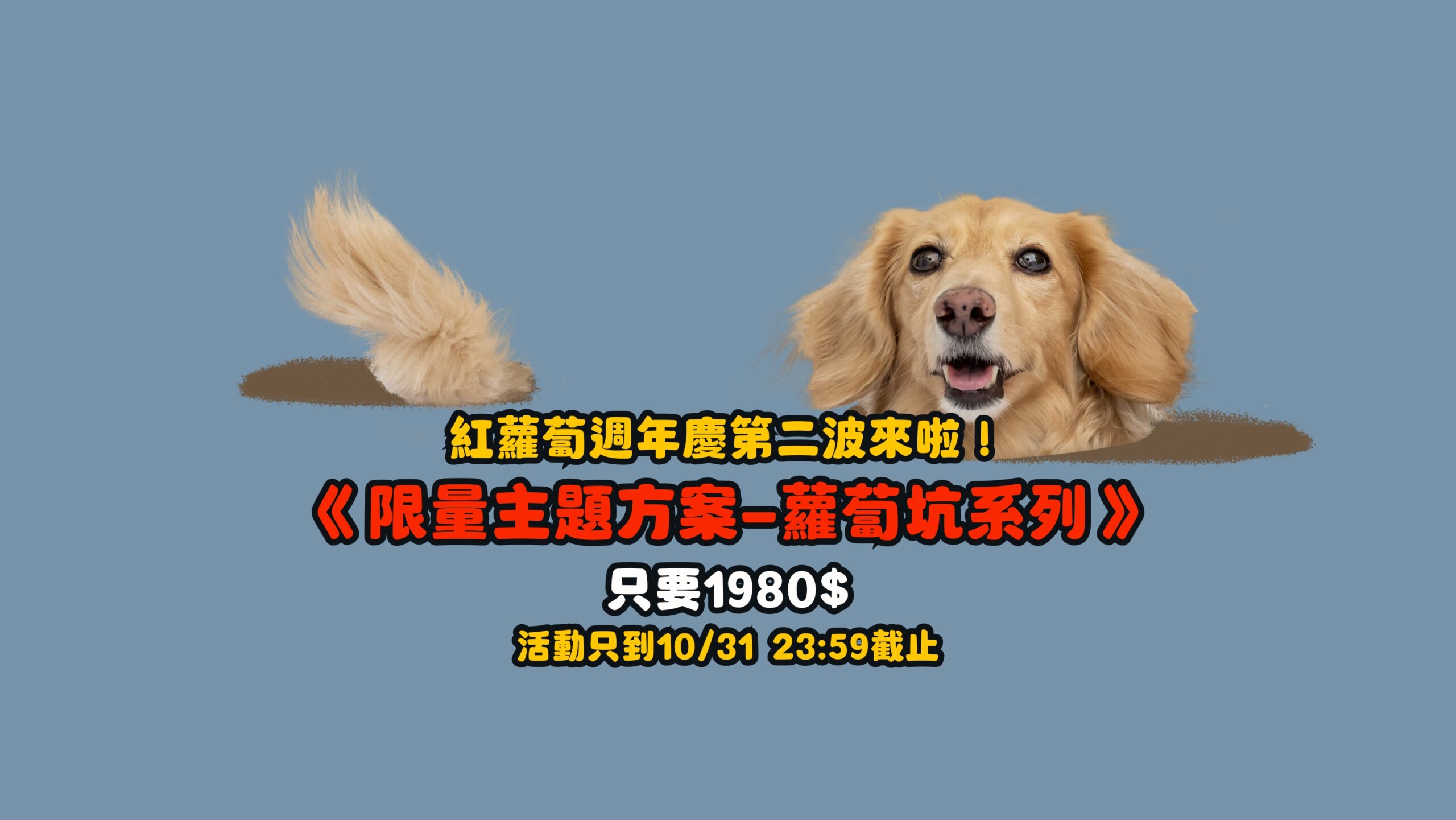 台北 寵物攝影 週年慶 蘿蔔坑系列主題 星期四吃紅蘿蔔 寵物攝影